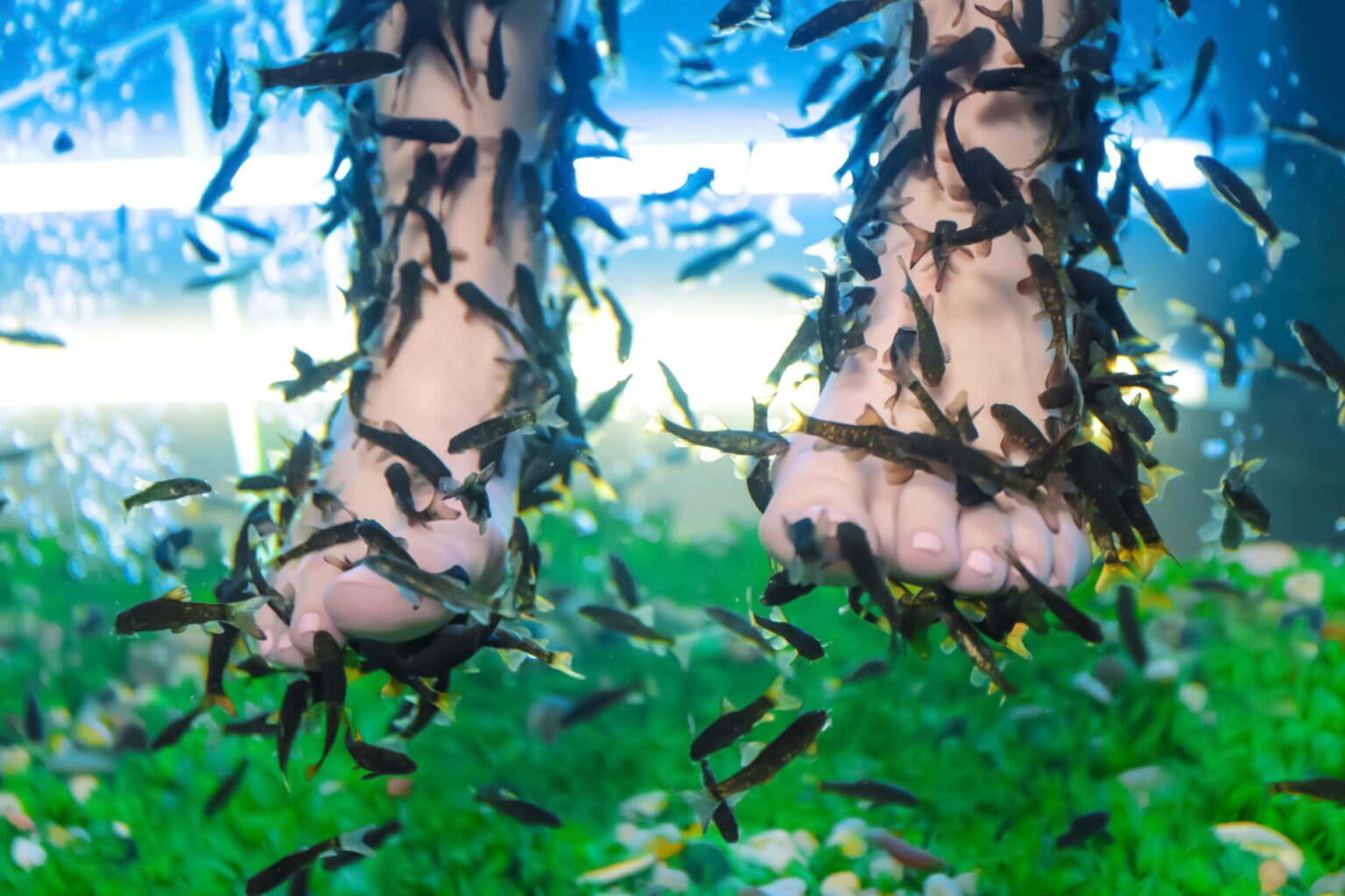 nail salon fish pedicure​